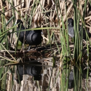 Fulica atra at QPRC LGA - 24 May 2024 11:47 AM