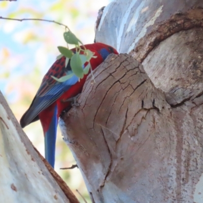 Platycercus elegans (Crimson Rosella) at Jerrabomberra, NSW - 24 May 2024 by RodDeb