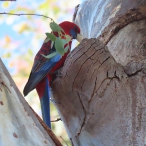 Platycercus elegans at QPRC LGA - 24 May 2024