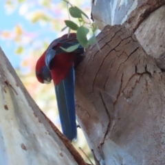 Platycercus elegans at QPRC LGA - 24 May 2024