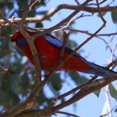 Platycercus elegans at QPRC LGA - 24 May 2024