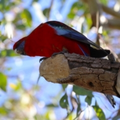 Platycercus elegans at QPRC LGA - 24 May 2024