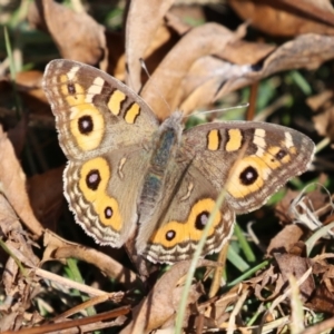 Junonia villida at QPRC LGA - 24 May 2024