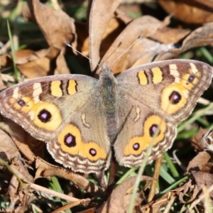 Junonia villida at QPRC LGA - 24 May 2024