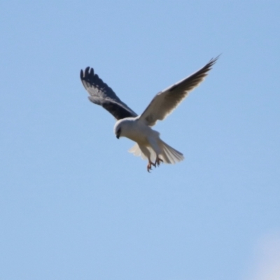 Elanus axillaris (Black-shouldered Kite) at Jerrabomberra, NSW - 24 May 2024 by RodDeb