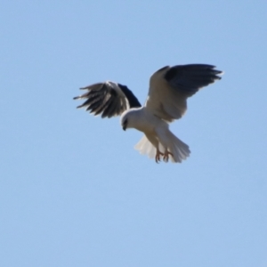 Elanus axillaris at QPRC LGA - 24 May 2024