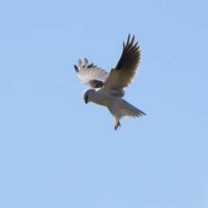 Elanus axillaris at QPRC LGA - 24 May 2024