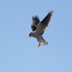 Elanus axillaris at QPRC LGA - 24 May 2024