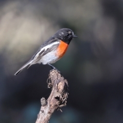 Petroica boodang (Scarlet Robin) at Aranda, ACT - 23 May 2024 by AlisonMilton