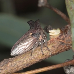 Ceraon vitta (Treehopper) at Yerrabi Pond - 24 May 2024 by AlisonMilton