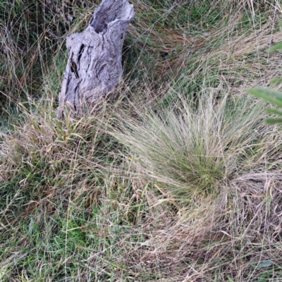 Nassella trichotoma (Serrated Tussock) at Hackett, ACT - 24 May 2024 by abread111