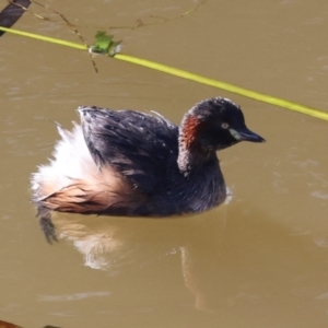 Tachybaptus novaehollandiae at Ngunnawal, ACT - 24 May 2024