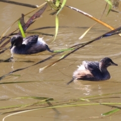 Tachybaptus novaehollandiae at Ngunnawal, ACT - 24 May 2024