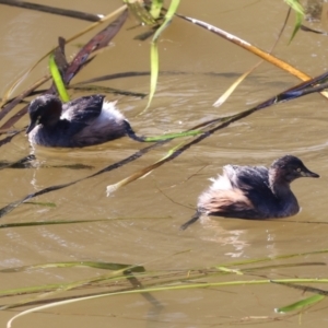 Tachybaptus novaehollandiae at Ngunnawal, ACT - 24 May 2024