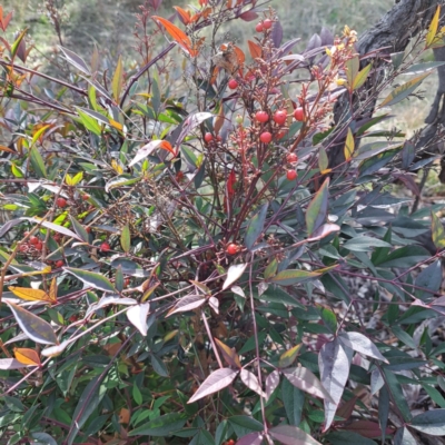 Nandina domestica (Sacred Bamboo) at Mount Ainslie - 24 May 2024 by abread111