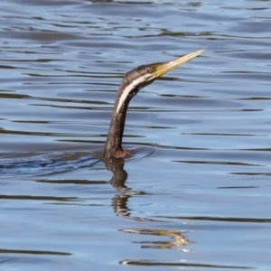 Anhinga novaehollandiae at Yerrabi Pond - 24 May 2024