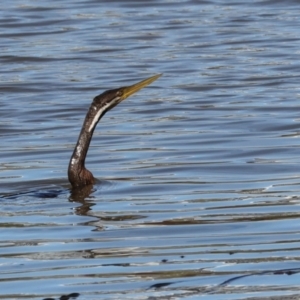 Anhinga novaehollandiae at Yerrabi Pond - 24 May 2024