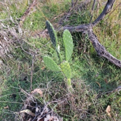 Opuntia stricta (Common Prickly Pear) at Hackett, ACT - 24 May 2024 by abread111