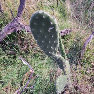 Opuntia stricta at Mount Ainslie - 24 May 2024