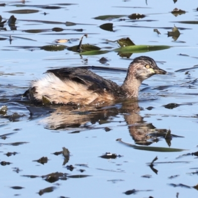 Tachybaptus novaehollandiae (Australasian Grebe) at Ngunnawal, ACT - 24 May 2024 by AlisonMilton