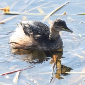 Tachybaptus novaehollandiae at Ngunnawal, ACT - 24 May 2024