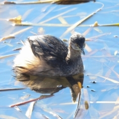 Tachybaptus novaehollandiae at Ngunnawal, ACT - 24 May 2024