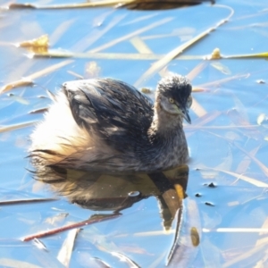 Tachybaptus novaehollandiae at Ngunnawal, ACT - 24 May 2024