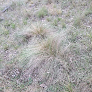 Nassella trichotoma at Mount Ainslie - 24 May 2024