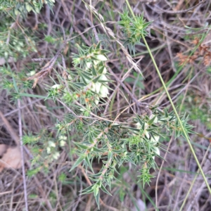 Melichrus urceolatus at Mount Ainslie - 24 May 2024