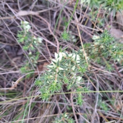 Melichrus urceolatus at Mount Ainslie - 24 May 2024