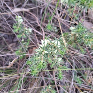 Melichrus urceolatus at Mount Ainslie - 24 May 2024 03:13 PM