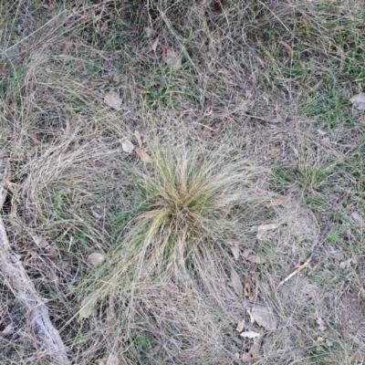 Nassella trichotoma (Serrated Tussock) at Mount Ainslie - 24 May 2024 by abread111