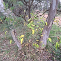 Celtis australis at Hackett, ACT - 24 May 2024 by abread111