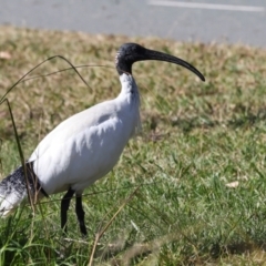 Threskiornis molucca (Australian White Ibis) at Amaroo, ACT - 24 May 2024 by AlisonMilton