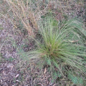 Nassella trichotoma at Mount Ainslie - 24 May 2024