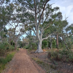 Eucalyptus rossii (Inland Scribbly Gum) at Mount Ainslie - 24 May 2024 by abread111