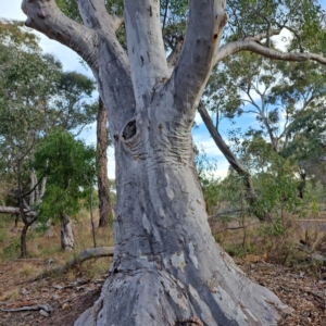 Eucalyptus rossii at Mount Ainslie - 24 May 2024 03:27 PM