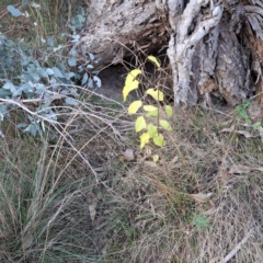 Celtis australis (Nettle Tree) at Hackett, ACT - 24 May 2024 by abread111