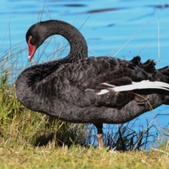 Cygnus atratus (Black Swan) at Amaroo, ACT - 24 May 2024 by AlisonMilton