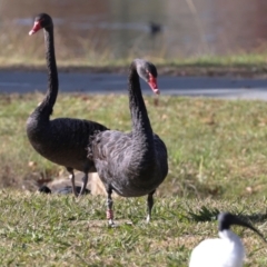 Cygnus atratus at Yerrabi Pond - 24 May 2024