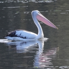 Pelecanus conspicillatus (Australian Pelican) at Yerrabi Pond - 24 May 2024 by AlisonMilton