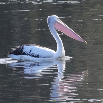 Pelecanus conspicillatus (Australian Pelican) at Yerrabi Pond - 24 May 2024 by AlisonMilton