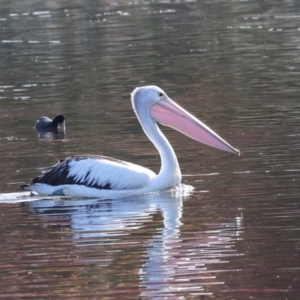 Pelecanus conspicillatus at Yerrabi Pond - 24 May 2024 01:03 PM