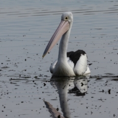 Pelecanus conspicillatus (Australian Pelican) at Yerrabi Pond - 24 May 2024 by AlisonMilton