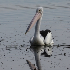 Pelecanus conspicillatus (Australian Pelican) at Gungahlin, ACT - 24 May 2024 by AlisonMilton