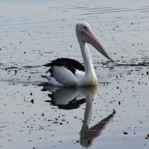 Pelecanus conspicillatus at Yerrabi Pond - 24 May 2024