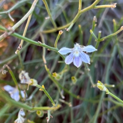 Scaevola basedowii (Skeleton Fan-Flower) at Yulara, NT - 24 May 2024 by stellabellaxx