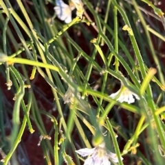 Scaevola basedowii at Yulara, NT - 24 May 2024