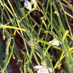 Scaevola basedowii at Yulara, NT - 24 May 2024 06:00 PM