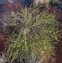 Scaevola basedowii at Yulara, NT - 24 May 2024